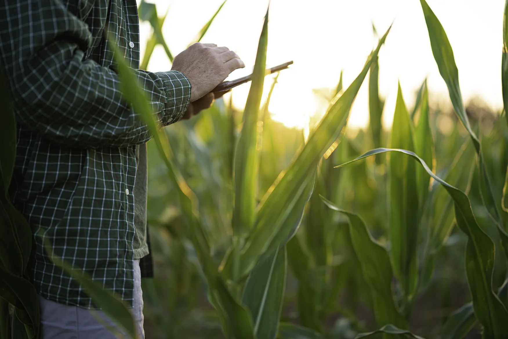 Farmer Uses Tablet in Corn Field at Sunset